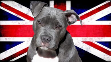 Photo of Briti kvôli kríze vyháňajú psov „desivým tempom“