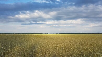 Photo of Uprostred vojnového chaosu nová správa odhaľuje tajné prevzatie ukrajinskej poľnohospodárskej pôdy