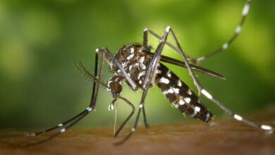 Photo of Nebezpečného ázijského komára tigrovaného zaznamenali na Slovensku